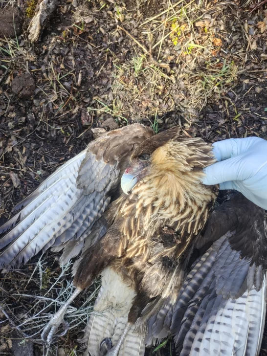 ANIMALES-ENVENENADOS-EN-RIO-TURBIO-3-546x728 ANIMALES-ENVENENADOS-EN-RIO-TURBIO-3-546x728