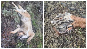 Envenenamiento en Río Turbio: encontraron nueve animales muertos y analizarán el cebo Envenenamiento en Río Turbio: encontraron nueve animales muertos y analizarán el cebo