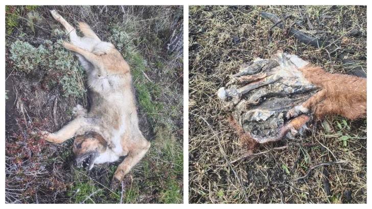 Envenenamiento en Río Turbio: encontraron nueve animales muertos y analizarán el cebo