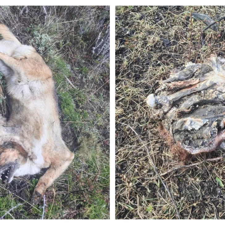Envenenamiento en Río Turbio: encontraron nueve animales muertos y analizarán el cebo Envenenamiento en Río Turbio: encontraron nueve animales muertos y analizarán el cebo