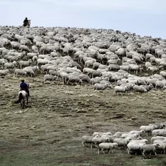 Día del productor lanero: buena esquila, pero mirando cotizaciones y costos