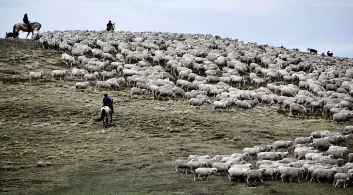 Día del productor lanero: buena esquila, pero mirando cotizaciones y costos