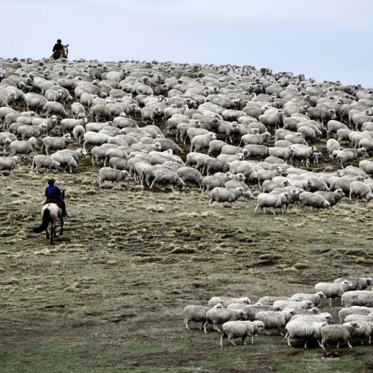 Día del productor lanero: buena esquila, pero mirando cotizaciones y costos