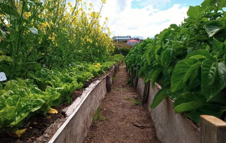  Ajo, espinaca, acelga y lechuga, las alternativas para labrar.