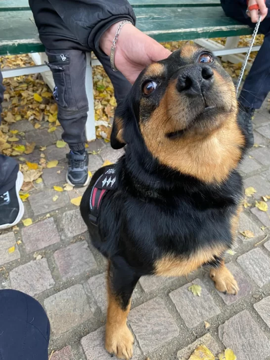 CAN-PRINCIPAL-2-546x728