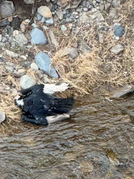 Fueron a buscar un ejemplar muerto de cóndor andino y encontraron dos Fueron a buscar un ejemplar muerto de cóndor andino y encontraron dos