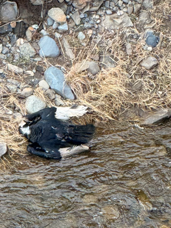 Fueron a buscar un ejemplar muerto de cóndor andino y encontraron dos