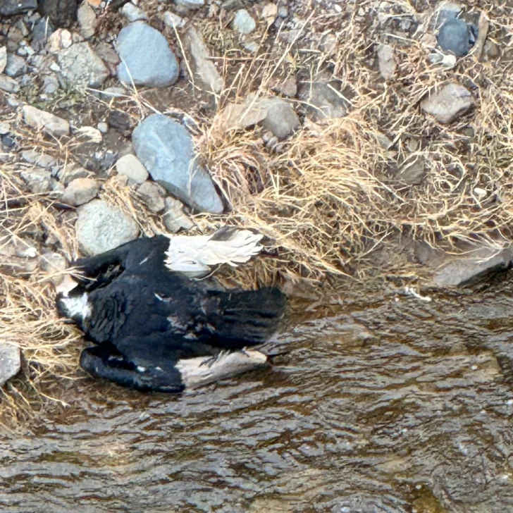 Fueron a buscar un ejemplar muerto de cóndor andino y encontraron dos Fueron a buscar un ejemplar muerto de cóndor andino y encontraron dos