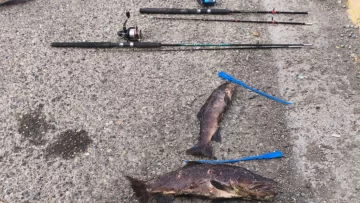 Gendarmería Nacional decomisó truchas en plena veda en un control de Güer Aike Gendarmería Nacional decomisó truchas en plena veda en un control de Güer Aike