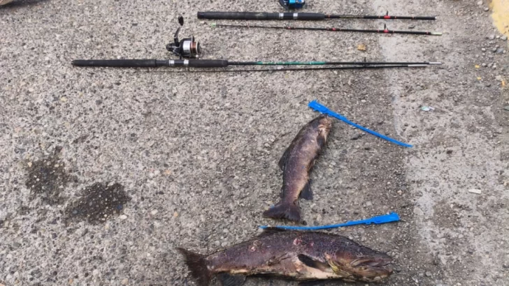 Gendarmería Nacional decomisó truchas en plena veda en un control de Güer Aike