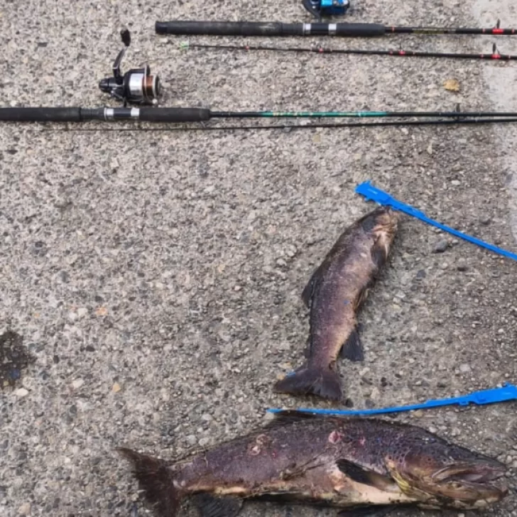 Gendarmería Nacional decomisó truchas en plena veda en un control de Güer Aike Gendarmería Nacional decomisó truchas en plena veda en un control de Güer Aike