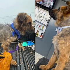 Roque, el perro rescatado del abandono en Río Gallegos, está cada día más listo para encontrar una familia