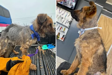 Roque, el perro rescatado del abandono en Río Gallegos, está cada día más listo para encontrar una familia Roque, el perro rescatado del abandono en Río Gallegos, está cada día más listo para encontrar una familia