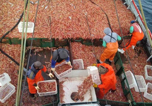  En las primeras semanas de pesca la actividad fue notoria en los puertos.