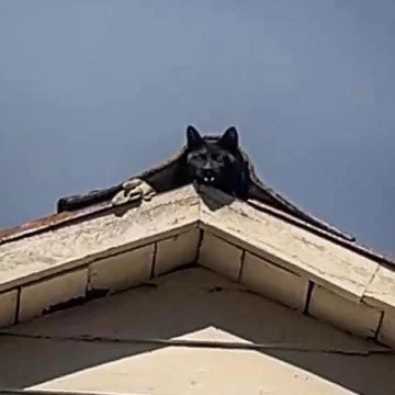 Rescataron a un gato que estaba atrapado en el techo de una casa