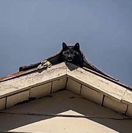 Rescataron a un gato que estaba atrapado en el techo de una casa