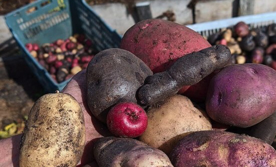  La autoproducción de alimentos permite reducir el costo de la canasta de alimentos.