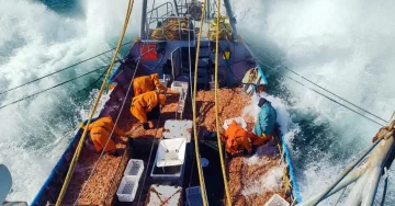 Por la zafra tardía, las exportaciones de langostino descendieron 66%