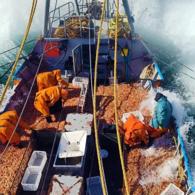 Por la zafra tardía, las exportaciones de langostino descendieron 66% Por la zafra tardía, las exportaciones de langostino descendieron 66%