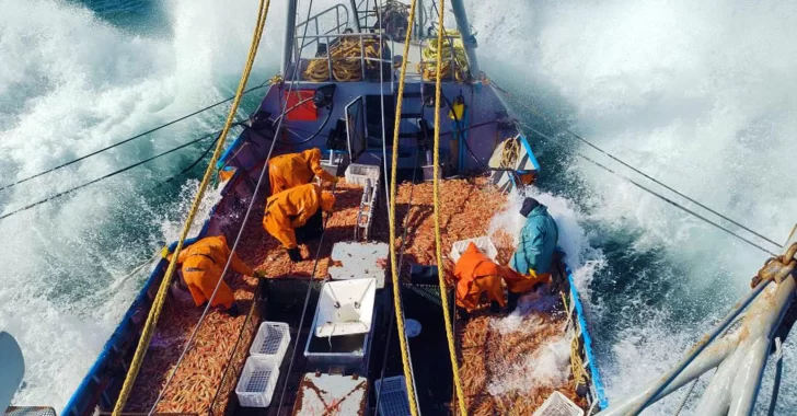 Por la zafra tardía, las exportaciones de langostino descendieron 66%