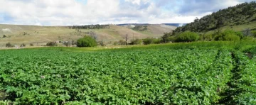 Momento de armar la huerta en casa: los sí, los no y las fechas de siembra para aprovechar la ventana productiva