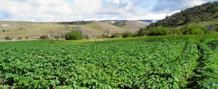 Momento de armar la huerta en casa: los sí, los no y las fechas de siembra para aprovechar la ventana productiva