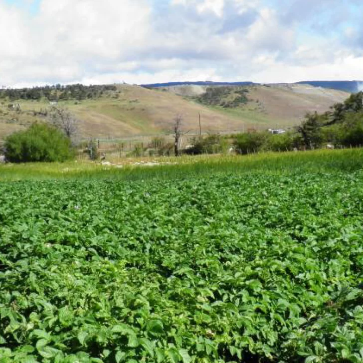 Momento de armar la huerta en casa: los sí, los no y las fechas de siembra para aprovechar la ventana productiva