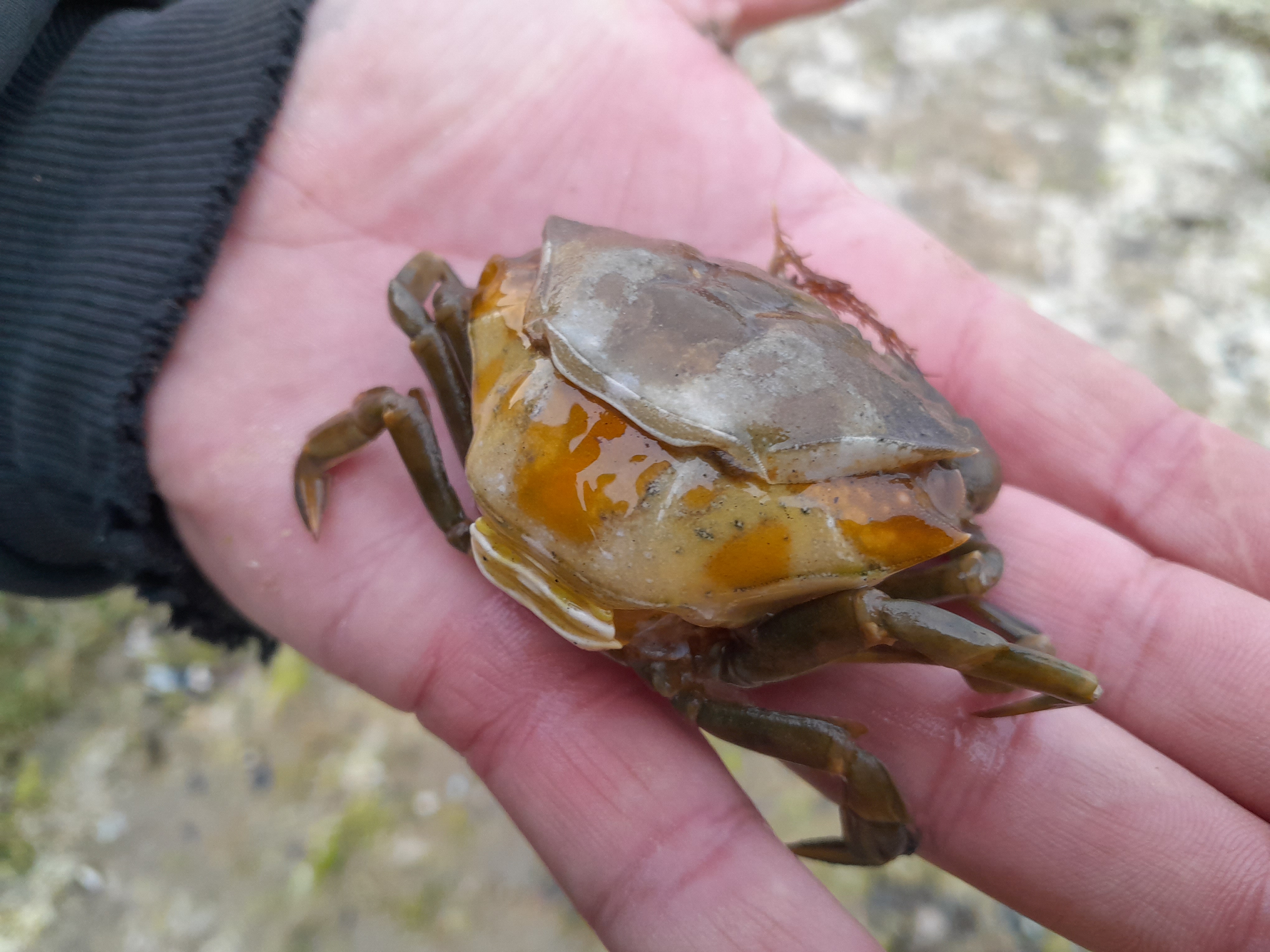 Científicos patagónicos del CONICET identifican &#8220;potenciales impactos del cangrejo verde&#8221; en la costa argentina