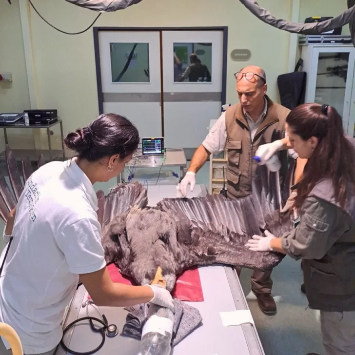 NECROPSIA-CONDOR-ELECTROCUTADO-728x728