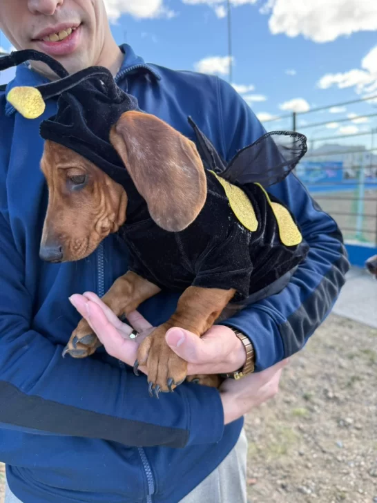 PERRO-SALCHICHA-ABEJITA-546x728 PERRO-SALCHICHA-ABEJITA-546x728