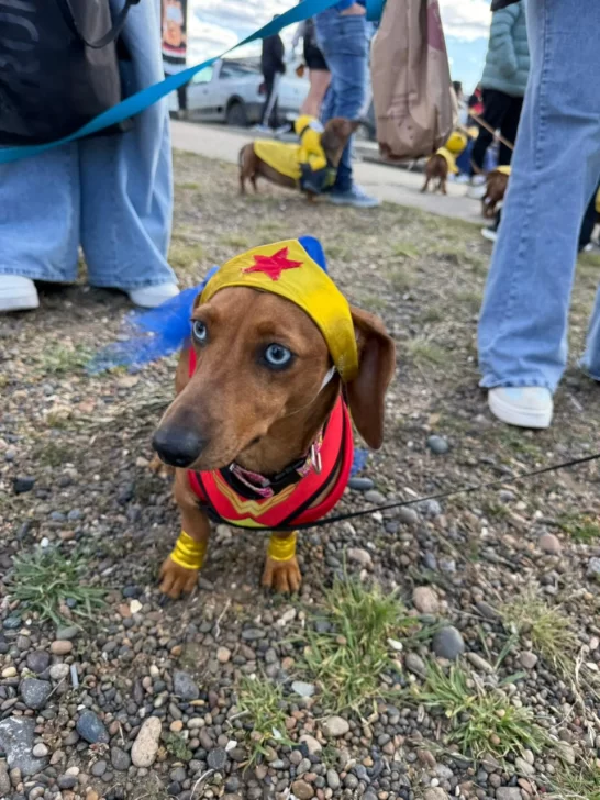 PERRO-SALCHICHA-MUJER-MARAVILLA-546x728 PERRO-SALCHICHA-MUJER-MARAVILLA-546x728