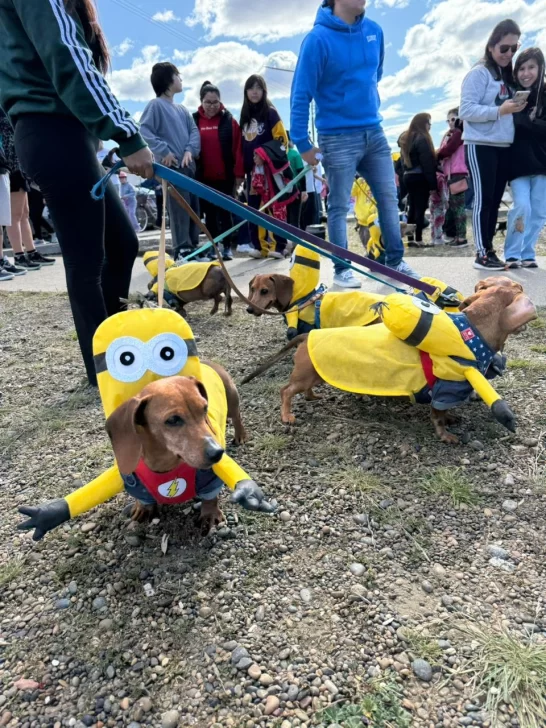 PERROS-SALCHICHA-MINION-546x728 PERROS-SALCHICHA-MINION-546x728