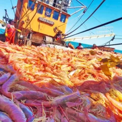 Informe del INDEC: de enero a agosto, la pesca argentina creció 47,5%, impulsada por el langostino