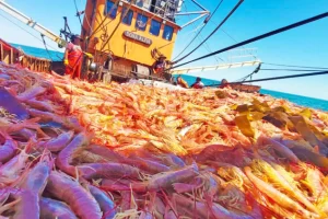 Informe del INDEC: de enero a agosto, la pesca argentina creció 47,5%, impulsada por el langostino