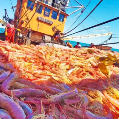 Retenciones cero a la pesca: “Es momento que el debate se de en el Congreso”, dijo Cereseto Retenciones cero a la pesca: “Es momento que el debate se de en el Congreso”, dijo Cereseto
