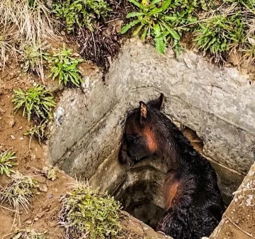 ¡A salvo!: bomberos rescataron a potrillo de una alcantarilla ¡A salvo!: bomberos rescataron a potrillo de una alcantarilla