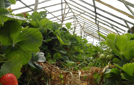  Por sus características, las frutillas son especiales para sembrar en la Patagonia.