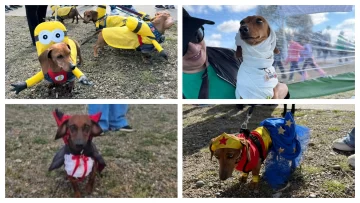 “Salchi invasión”: más de 100 perros salchicha se encontraron en Caleta Olivia “Salchi invasión”: más de 100 perros salchicha se encontraron en Caleta Olivia