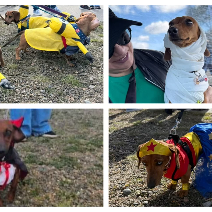 “Salchi invasión”: más de 100 perros salchicha se encontraron en Caleta Olivia “Salchi invasión”: más de 100 perros salchicha se encontraron en Caleta Olivia