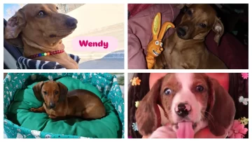 Salchifest: Caleta Olivia se prepara para recibir a más de 100 perros salchichas Salchifest: Caleta Olivia se prepara para recibir a más de 100 perros salchichas