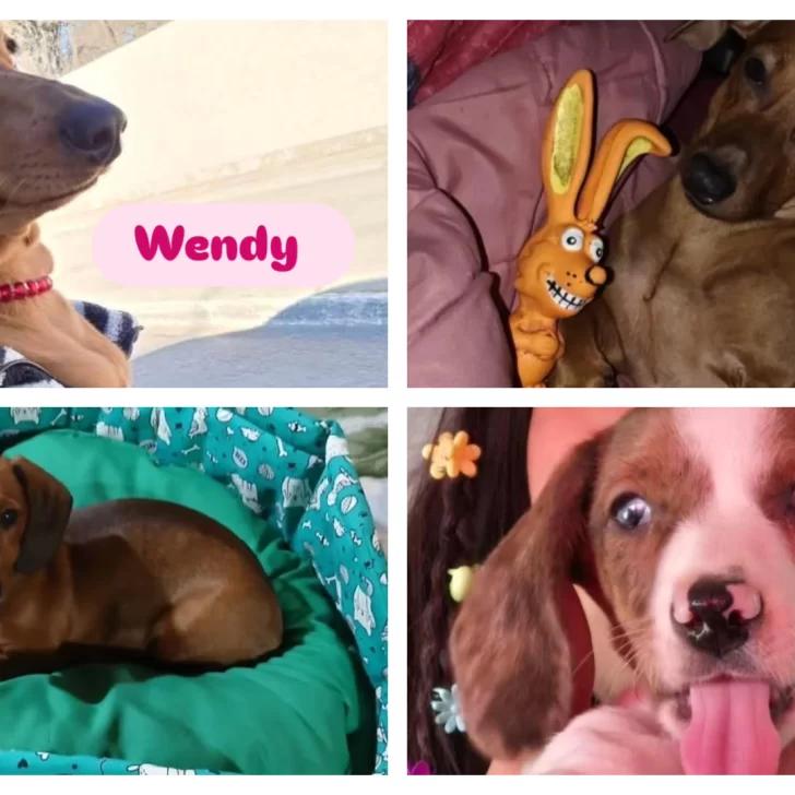 Salchifest: Caleta Olivia se prepara para recibir a más de 100 perros salchichas Salchifest: Caleta Olivia se prepara para recibir a más de 100 perros salchichas