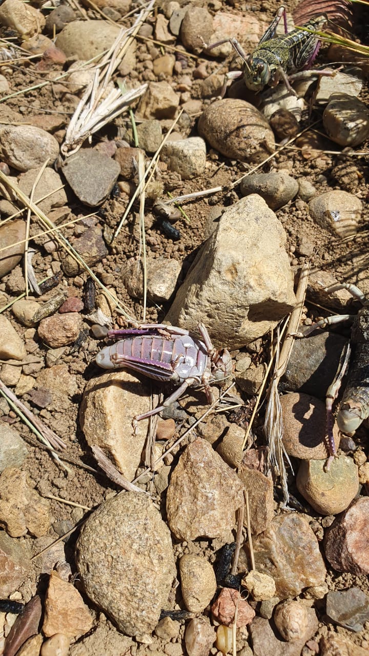  Plaga en expansión: la tucura sapo emerge en primavera y puede afectar grandes extensiones de pastizales.