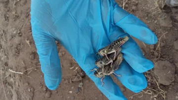 Senasa declara alerta fitosanitaria en la Patagonia por plaga de tucuras y langostas Senasa declara alerta fitosanitaria en la Patagonia por plaga de tucuras y langostas