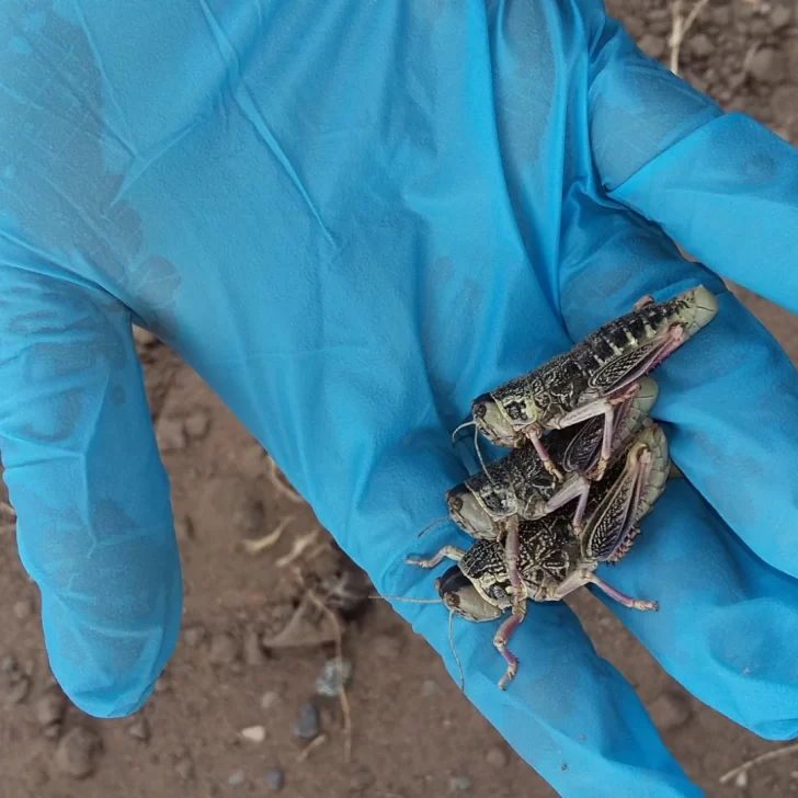 Senasa declara alerta fitosanitaria en la Patagonia por plaga de tucuras y langostas Senasa declara alerta fitosanitaria en la Patagonia por plaga de tucuras y langostas