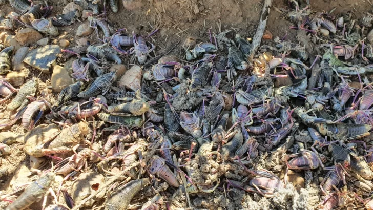  Ciclo natural: durante el invierno los huevos permanecen bajo tierra y eclosionan con la llegada del calor.