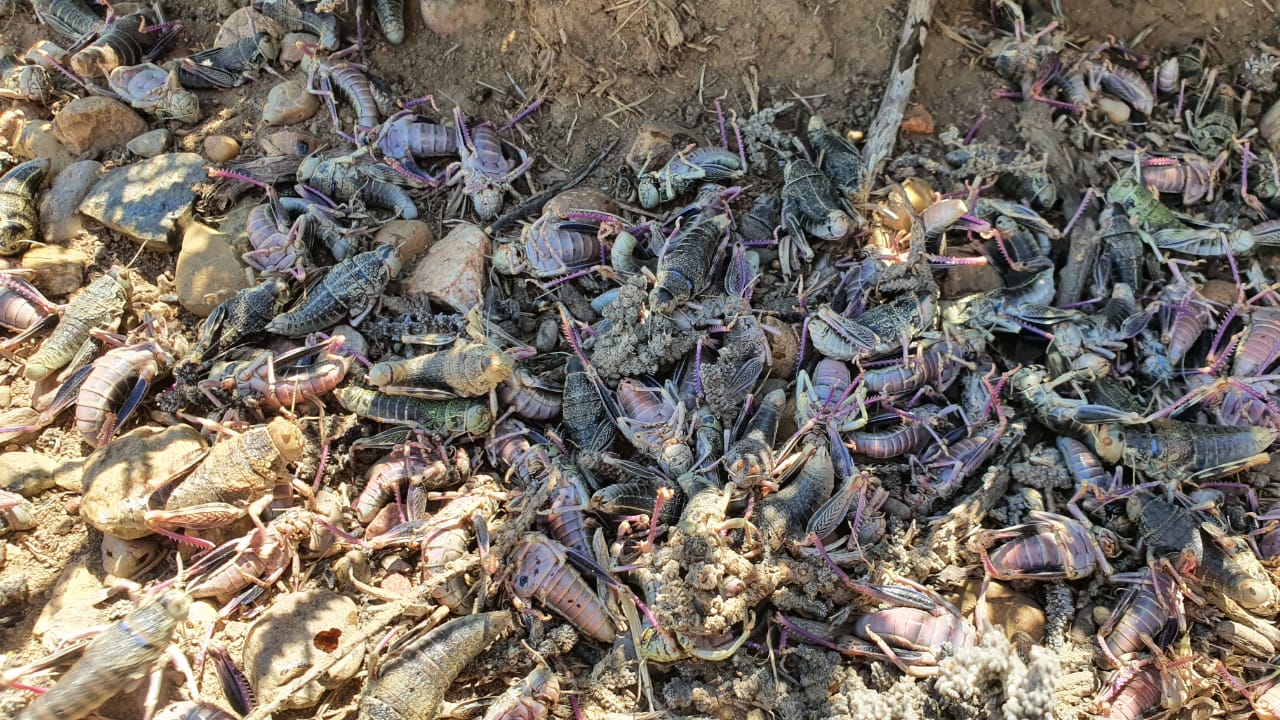  Ciclo natural: durante el invierno los huevos permanecen bajo tierra y eclosionan con la llegada del calor.