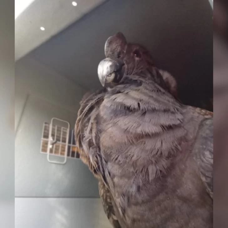 Quién es “Walaq”, el cóndor rescatado que será liberado en 28 de Noviembre Quién es “Walaq”, el cóndor rescatado que será liberado en 28 de Noviembre