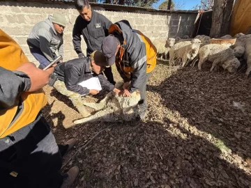En un allanamiento por abigeato hallaron animales robados y drogas En un allanamiento por abigeato hallaron animales robados y drogas