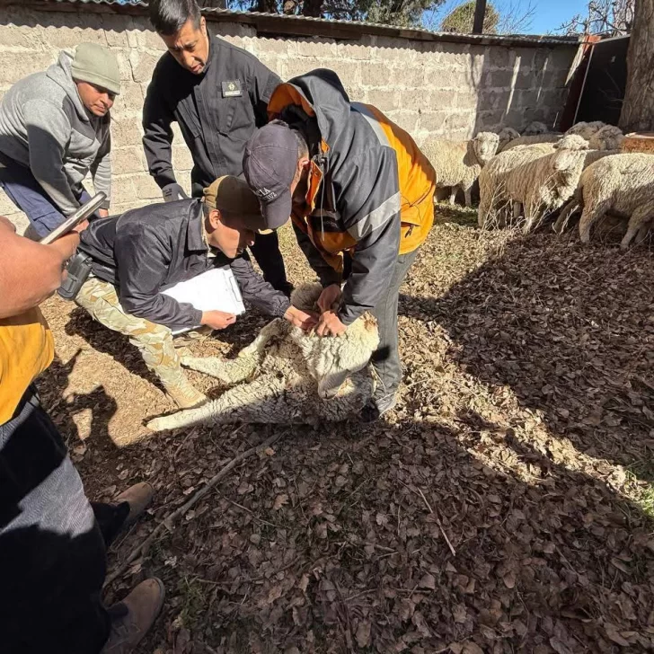En un allanamiento por abigeato hallaron animales robados y drogas En un allanamiento por abigeato hallaron animales robados y drogas