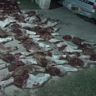 Secuestraron carne de guanaco transportada fuera de temporada cerca de Tres Cerros